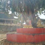 buddha-bodhi-tree
