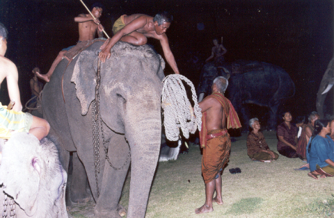 Surin Elephan herders